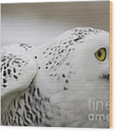 Cheeky Snow Owl Wood Print