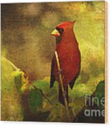 Cheery Red Cardinal Wood Print