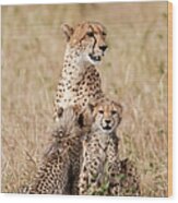 Cheetah And Cubs Wood Print