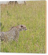 Cheetah And Safari Car At Masai Mara Wood Print