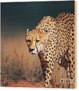 Cheetah Approaching From The Front Wood Print
