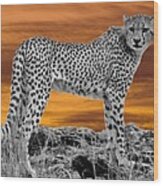 Cheetah At Dusk Wood Print