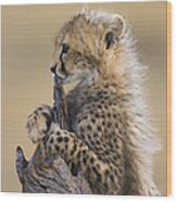 Cheetah Cub Maasai Mara Reserve Wood Print