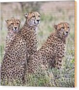Cheetah Family Wood Print