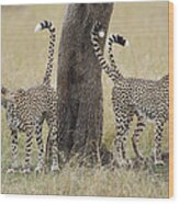 Cheetah Males Marking Tree Kenya Wood Print