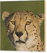 Cheetah Masai Mara Kenya Wood Print