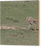 Cheetah Relaxing With Her Cubs Wood Print