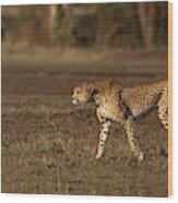 Cheetah Walking In Grasslands , Kenya , Africa Wood Print