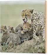 Cheetahs Wood Print