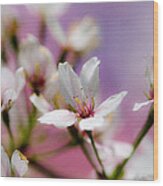 Cherry Blossom Flower Wood Print