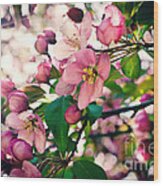 Cherry Blossom Wood Print