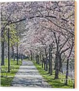 Cherry Blossom Walk Wood Print