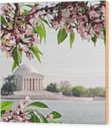 Cherry Blossoms And The Jefferson Memorial Panorama Wood Print