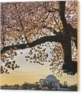 Cherry Blossoms Frame The Jefferson Memorial Wood Print