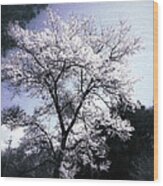 Cherry Blossoms Tree Wood Print