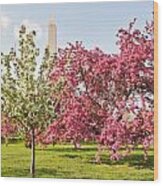 Cherry Trees And Washington Monument Three Wood Print