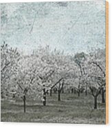 Cherry Trees Wood Print