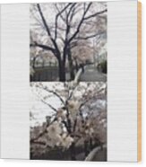 Cherryblossoms #landscape #frontback Wood Print