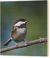 Chestnut Backed Chickadee Perched On A Branch Wood Print
