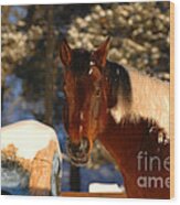 Chestnut Horse Wood Print