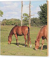 Chestnut Horses Wood Print