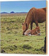 Chestnut Icelandic Horse Nuzzles Foal Wood Print