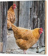 Chickens At The Barn Wood Print