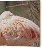 Chilean Pink Flamingo Wood Print