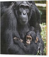Chimpanzee And Infant Uganda Wood Print