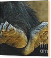 Chimpanzee Feet Wood Print