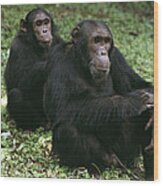Chimpanzee Grooming Another Gombe Stream Wood Print