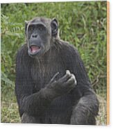 Chimpanzee Lowering Lip Kenya Wood Print