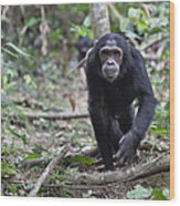 Chimpanzee Male Walking Tanzania Wood Print
