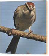 Chipping Sparrow 265 Wood Print