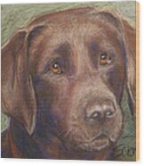 Chocolate Labrador Wood Print