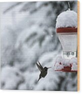 Christmas Hummingbird Wood Print