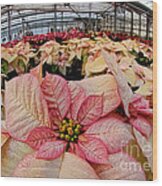 Christmas In The Greenhouse Wood Print