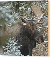 Christmas Moose Wood Print