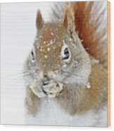 Christmas Squirrel Wood Print