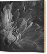 Chrysanthemum - 4 Wood Print