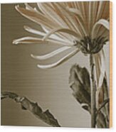 Chrysanthemum Petals 2 Wood Print