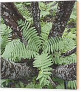 Cinnamon Ferns On Forest Floor Canada Wood Print