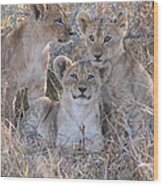 Curious Lion Cubs Wood Print