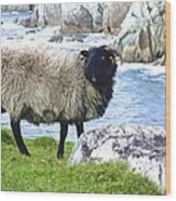 Clew Bay Sheep Wood Print