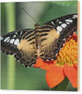 Clipper Butterfly On Flower Wood Print