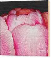 Close-up Of A Pink Tulip Wood Print