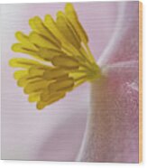 Close Up Of Begonia Blooming  Astoria Wood Print