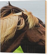Close Up Of Icelandic Horses Grooming Wood Print