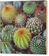 Close-up Of Multi-colored Cacti Wood Print