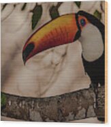 Close-up Of Tocu Toucan Ramphastos Toco Wood Print